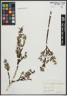 Foto von Salix appendiculata Vill. x Salix caprea L.